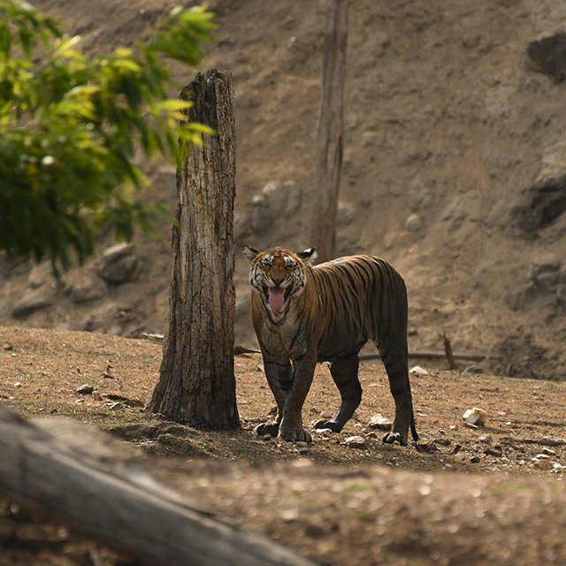 Bengal tiger among dry grass and foliage